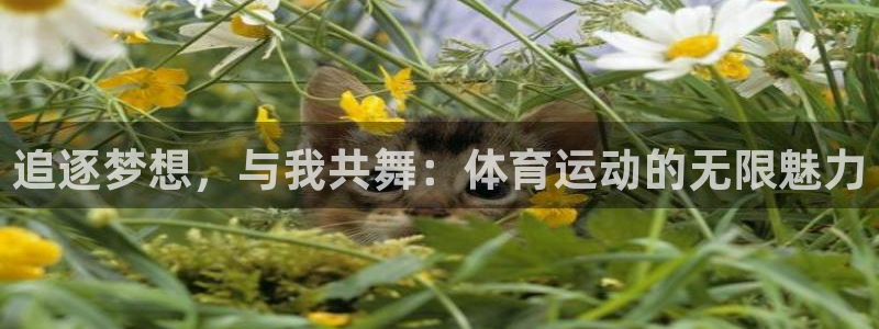 3377体育官网下载平台是正规平台吗知乎:追逐梦想,与我共舞